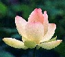 Biểu tượng